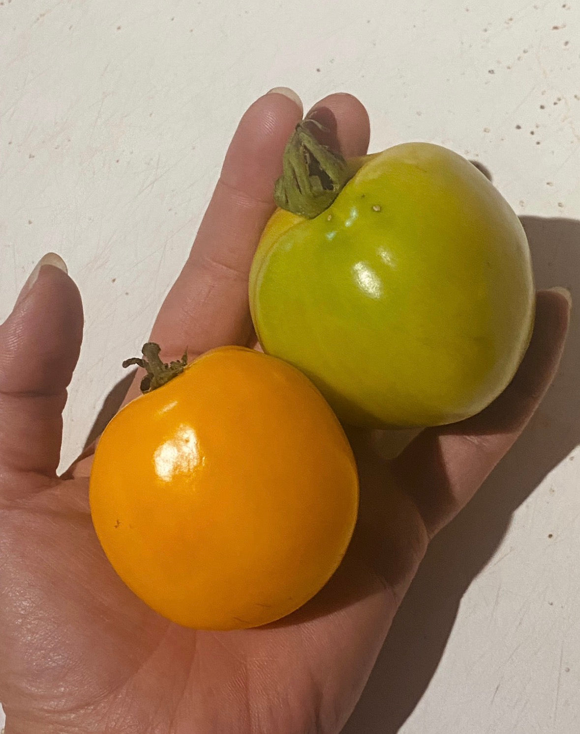 Orange Box Tomato Seeds
