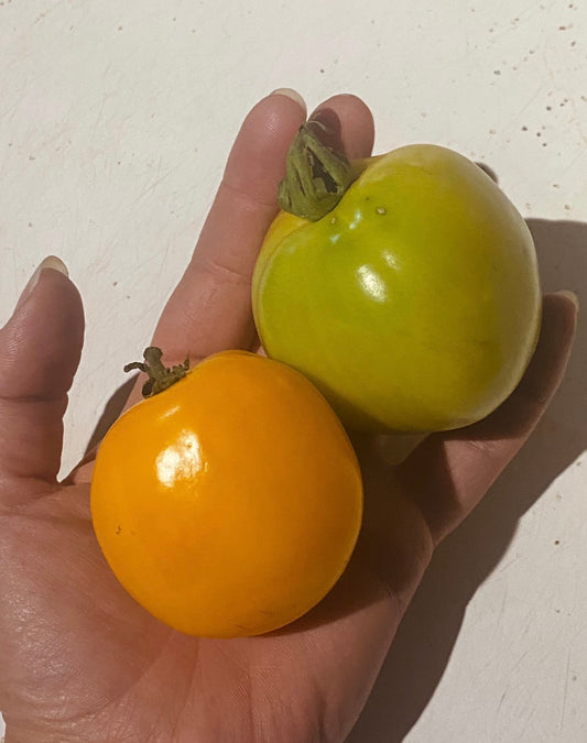 Orange Box Tomato Seeds