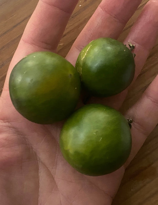 Evil Olive Tomato Seeds