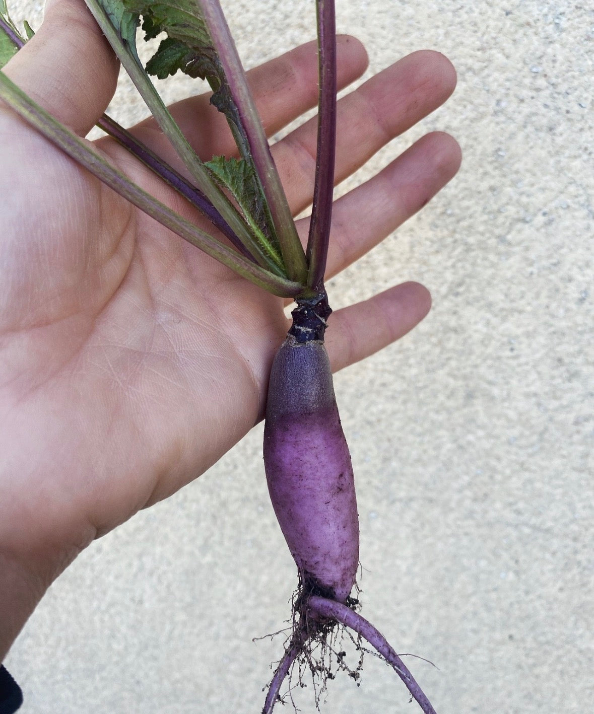 Pusa Jamuni Radish Seeds