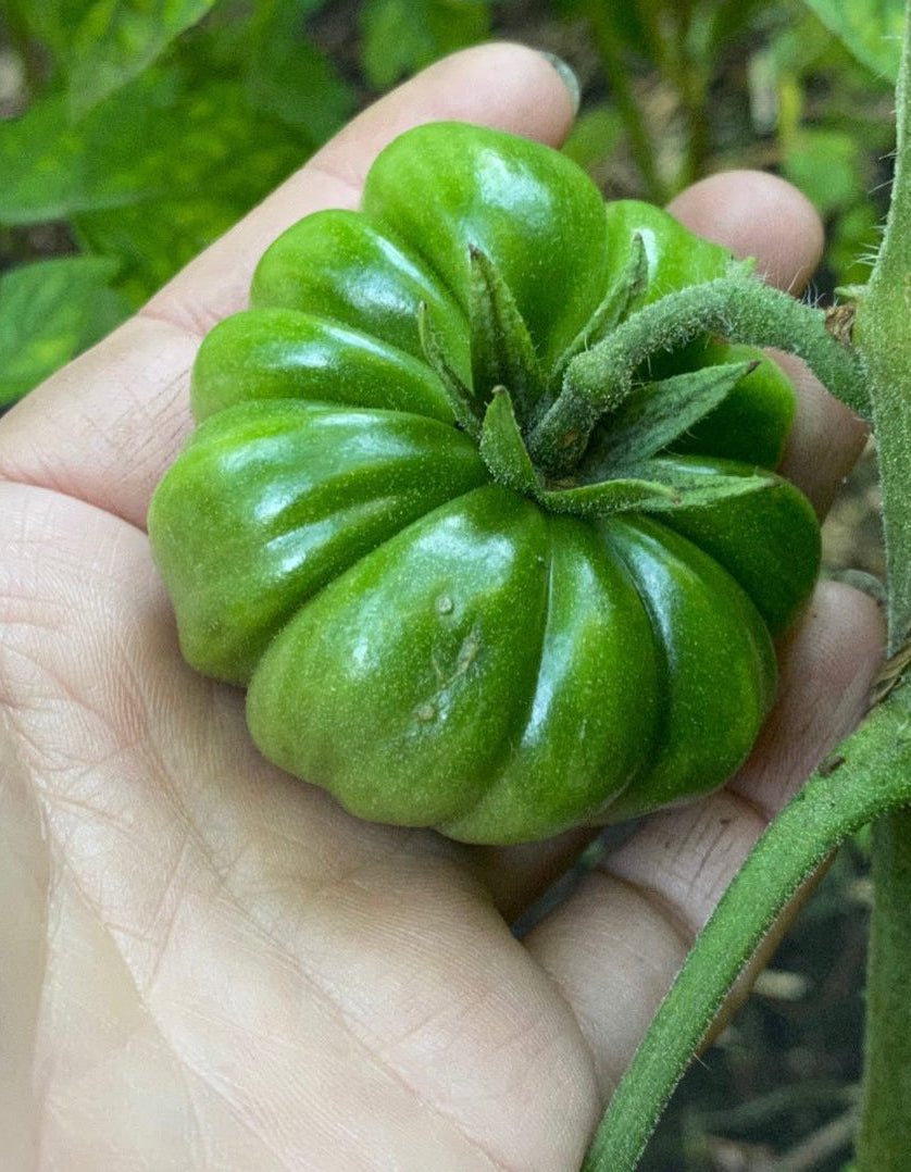 Zapoteco tomato seeds